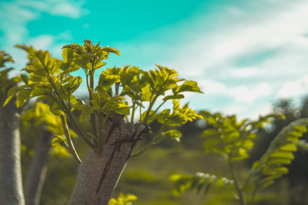 Close-up of fresh green leaves under a bright sky, showcasing natural beauty and growth.